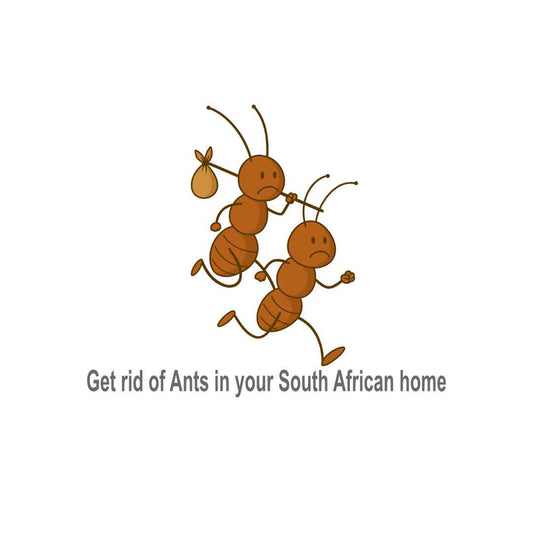 Tips to control Ants for South African Homes