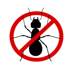 Ants